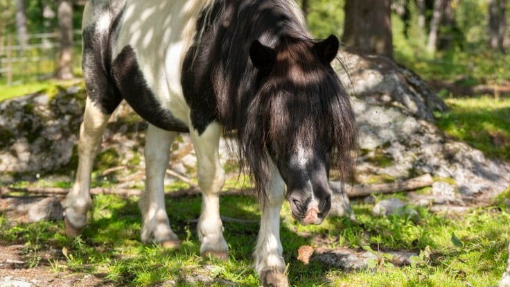 Svart-vit ponny i grön hage